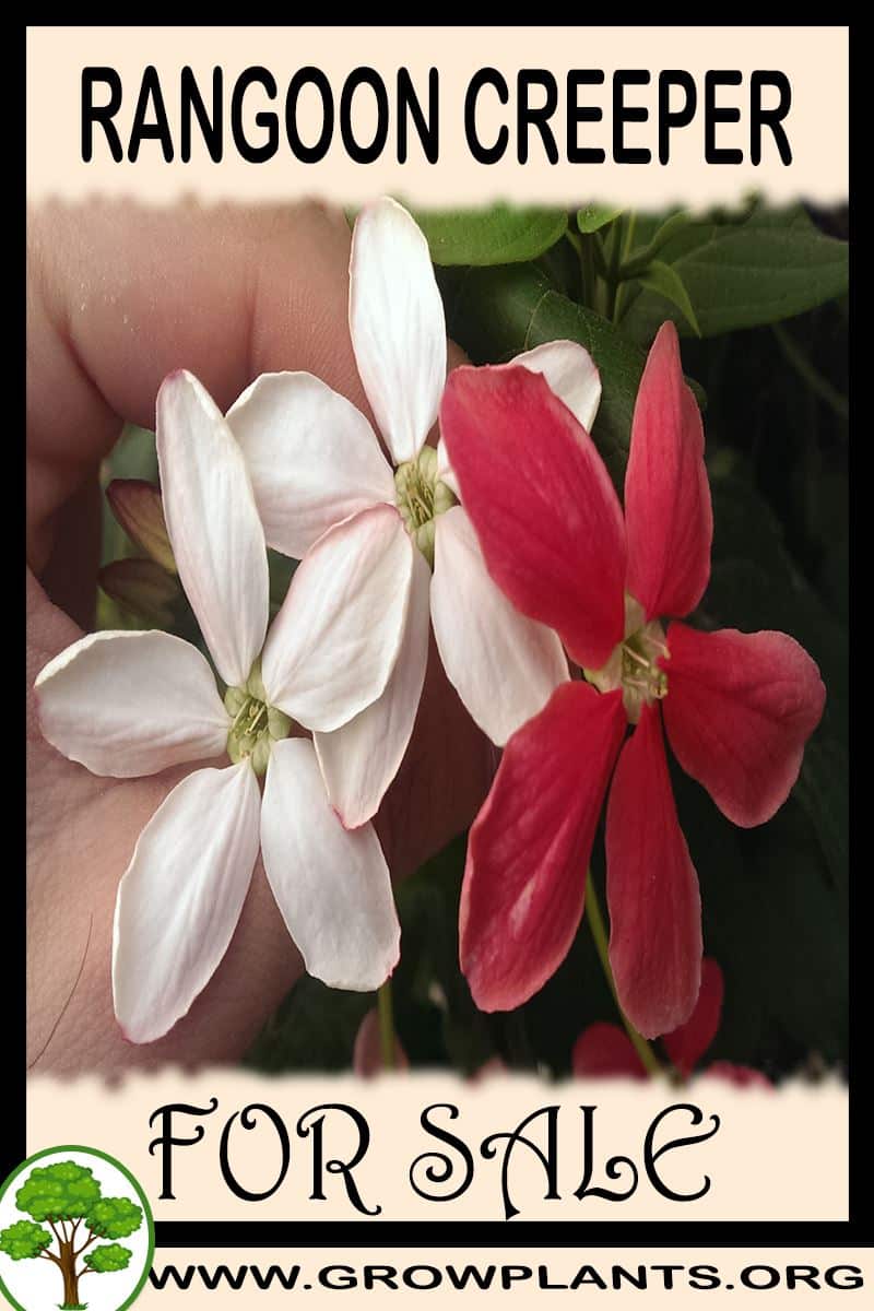 Rangoon creeper