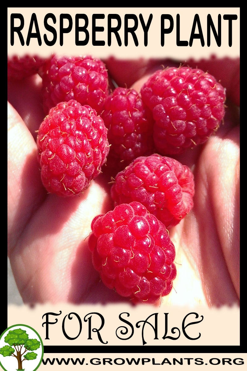 Raspberry