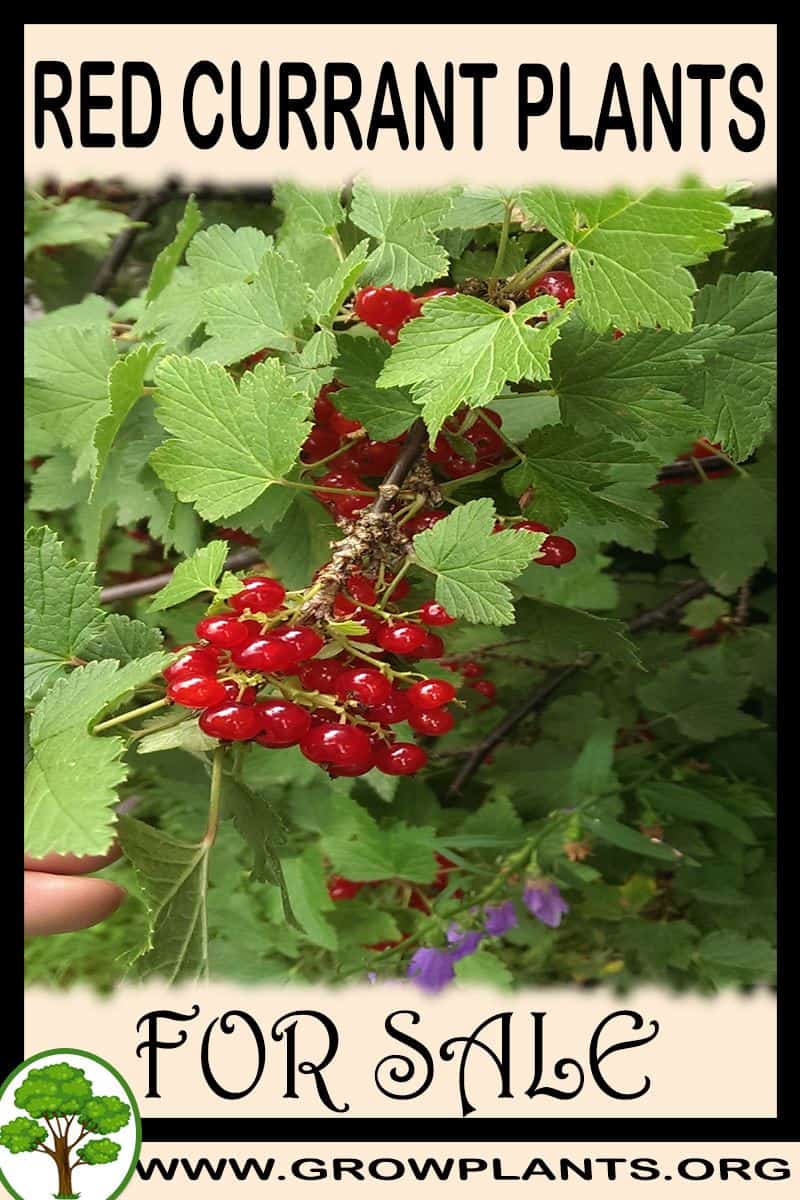 Red currant plants