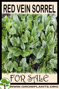 Red vein sorrel for sale