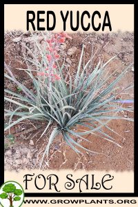 Red yucca for sale