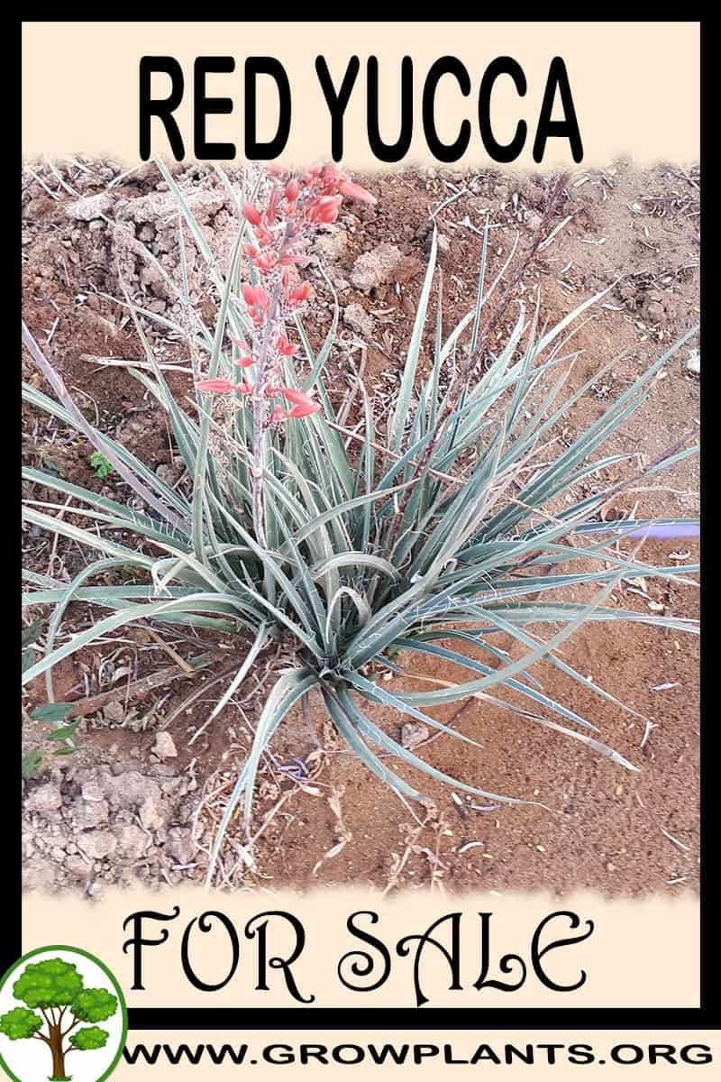 Red yucca