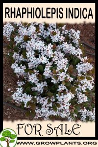 Rhaphiolepis indica for sale