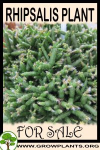 Rhipsalis for sale