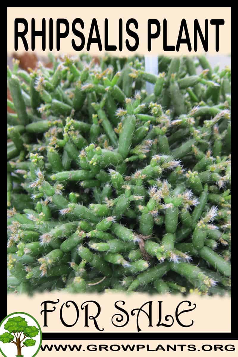 Rhipsalis