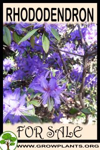Rhododendron for sale