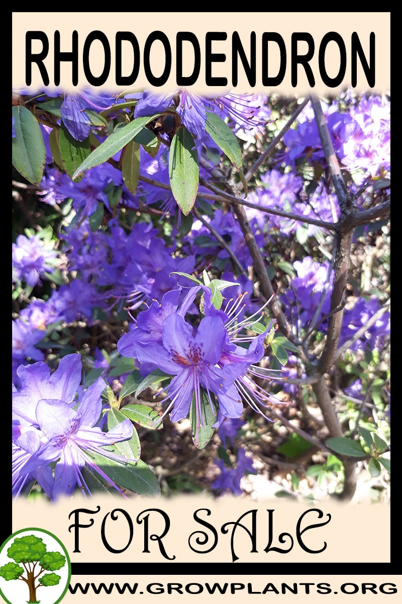 Rhododendron