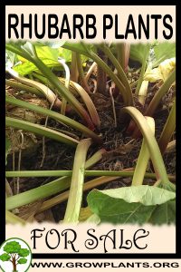 Rhubarb plants for sale