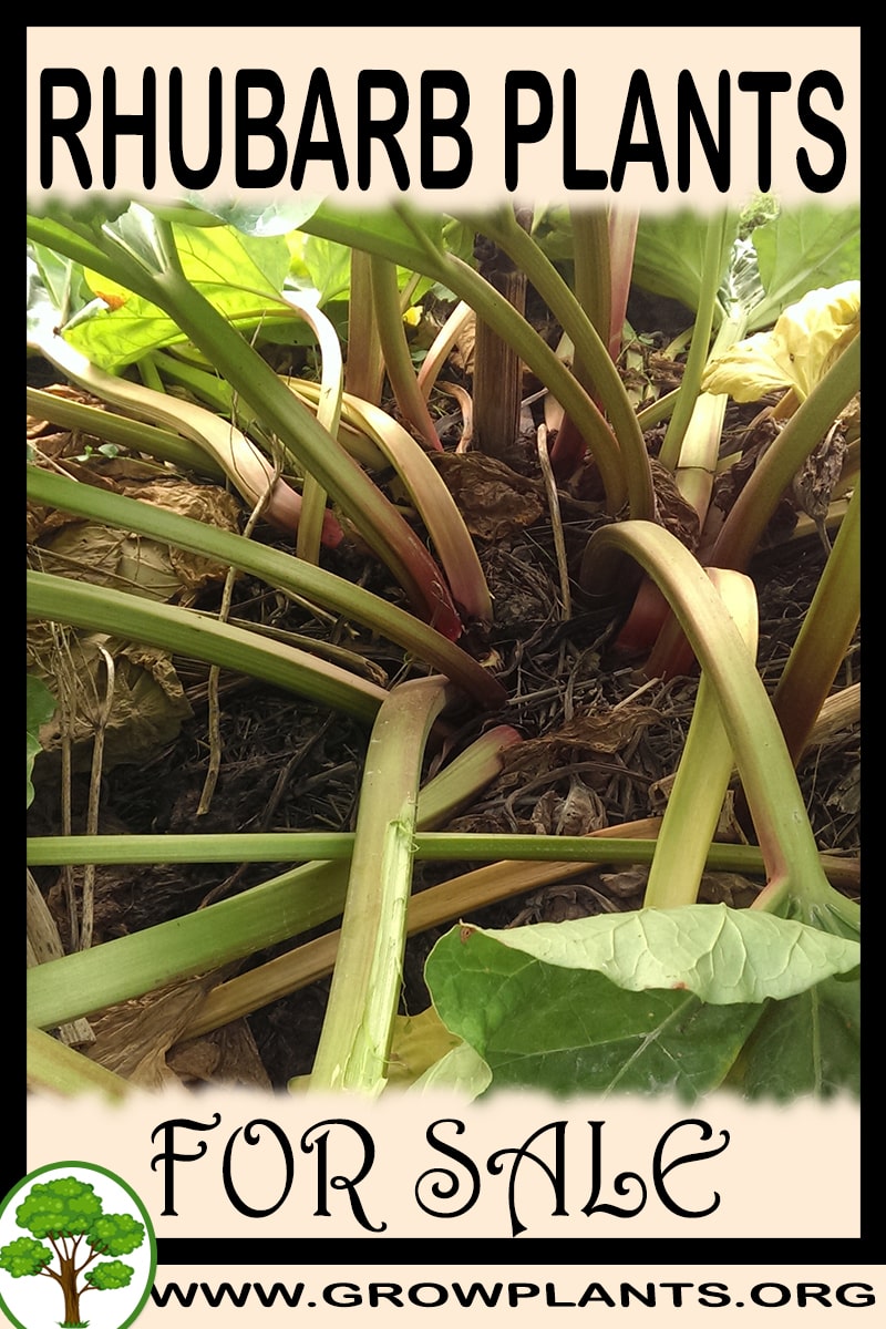Rhubarb plants