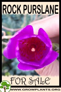 Rock purslane for sale