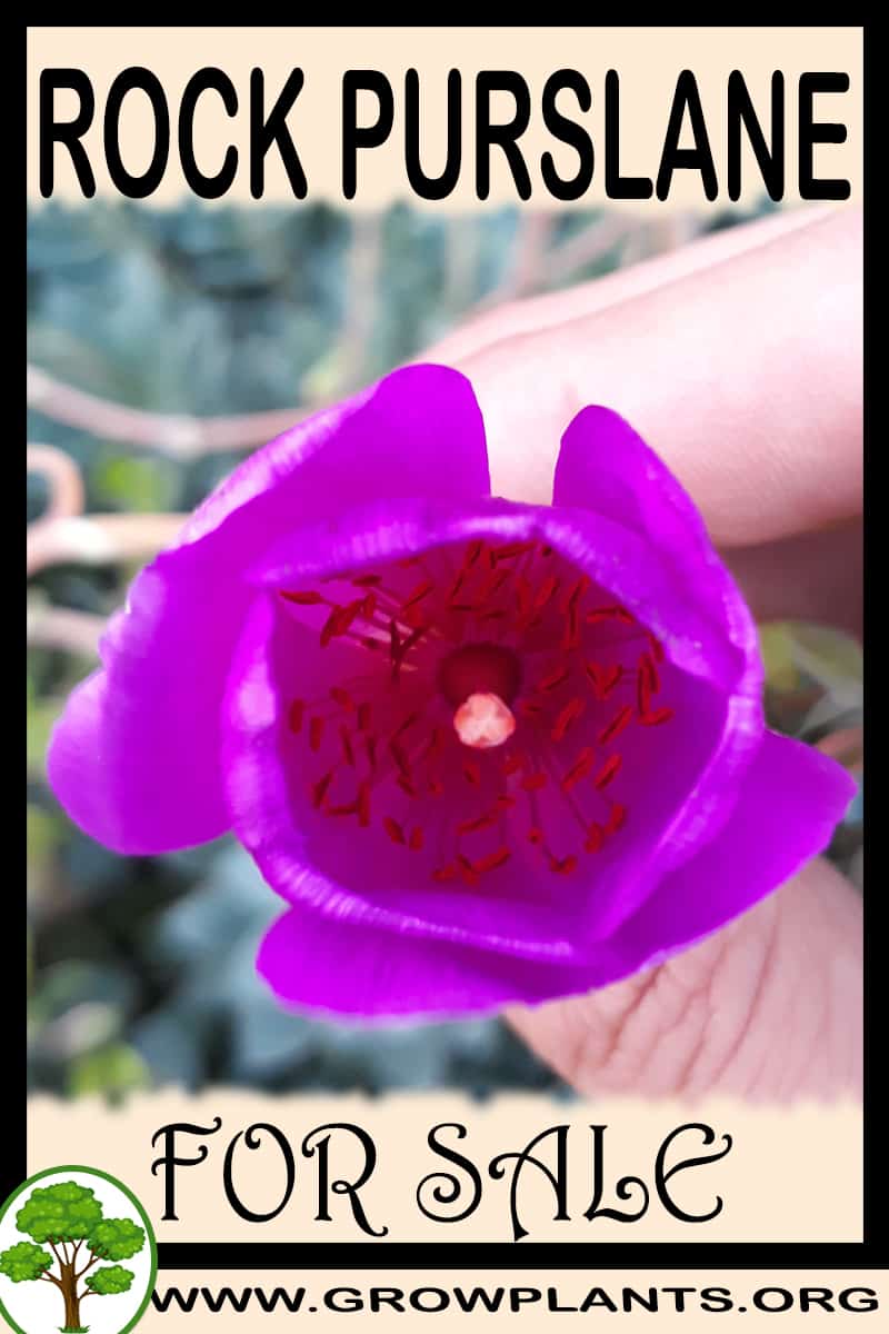Rock purslane