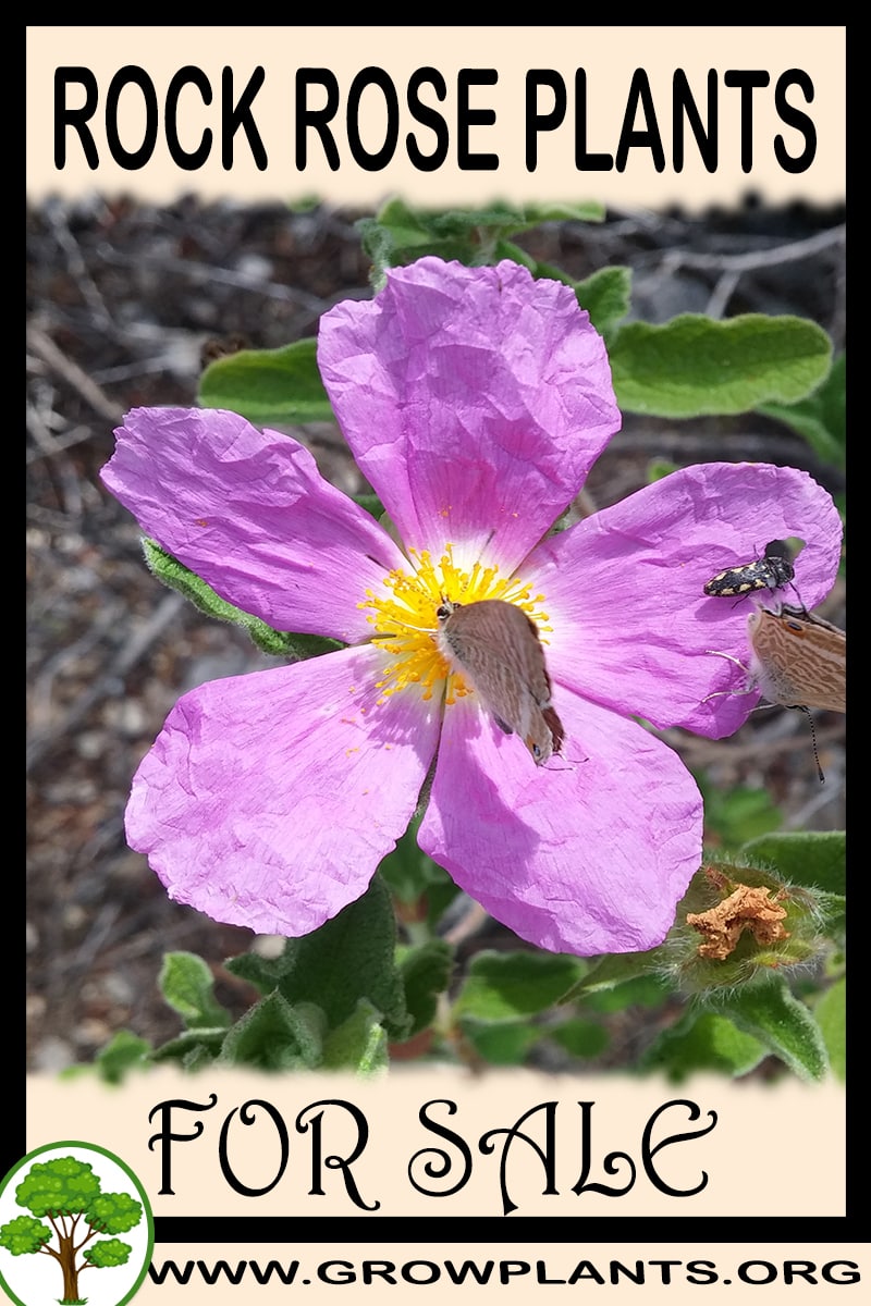 Rock rose plants
