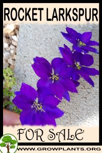 Rocket larkspur for sale