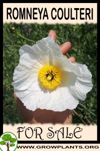 Romneya coulteri for sale