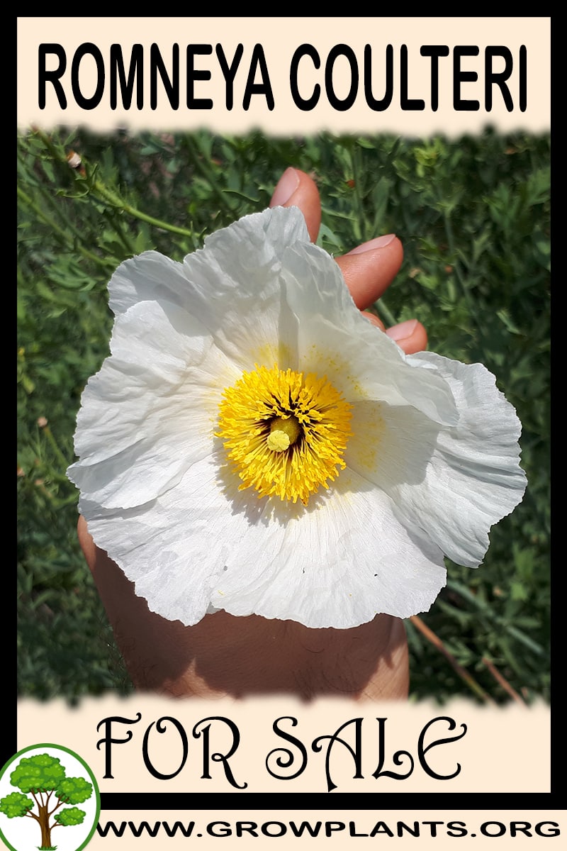 Romneya coulteri