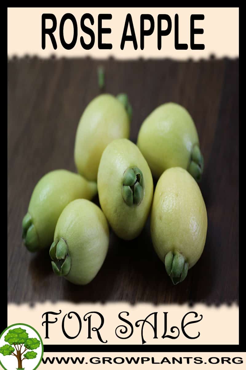 Rose apple