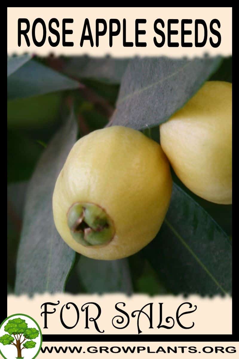 Rose apple seeds