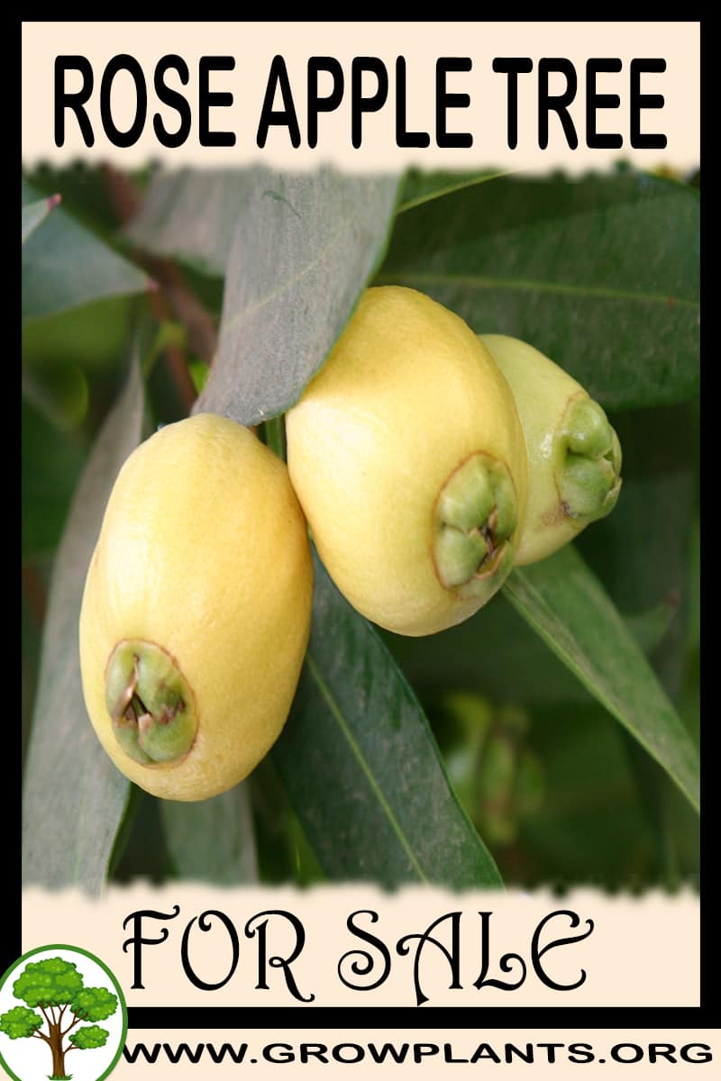 Rose apple tree