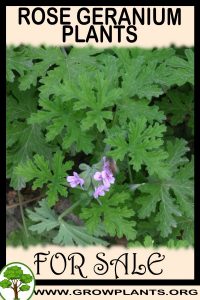 Rose geranium plants for sale