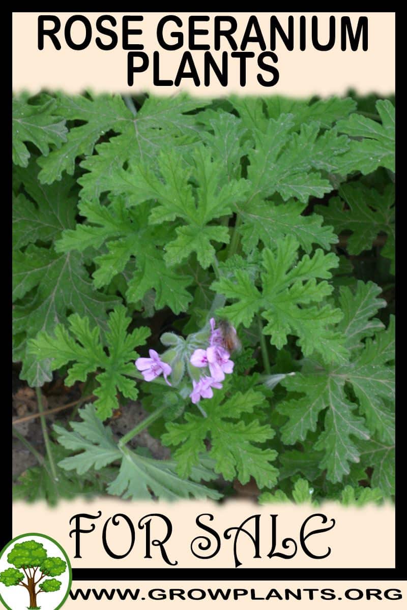 Rose geranium plants