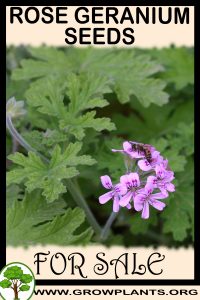 Rose geranium seeds for sale