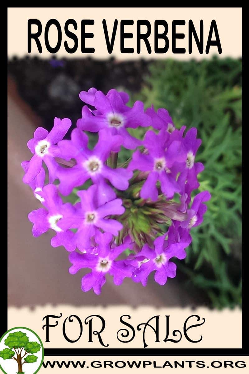 Rose verbena