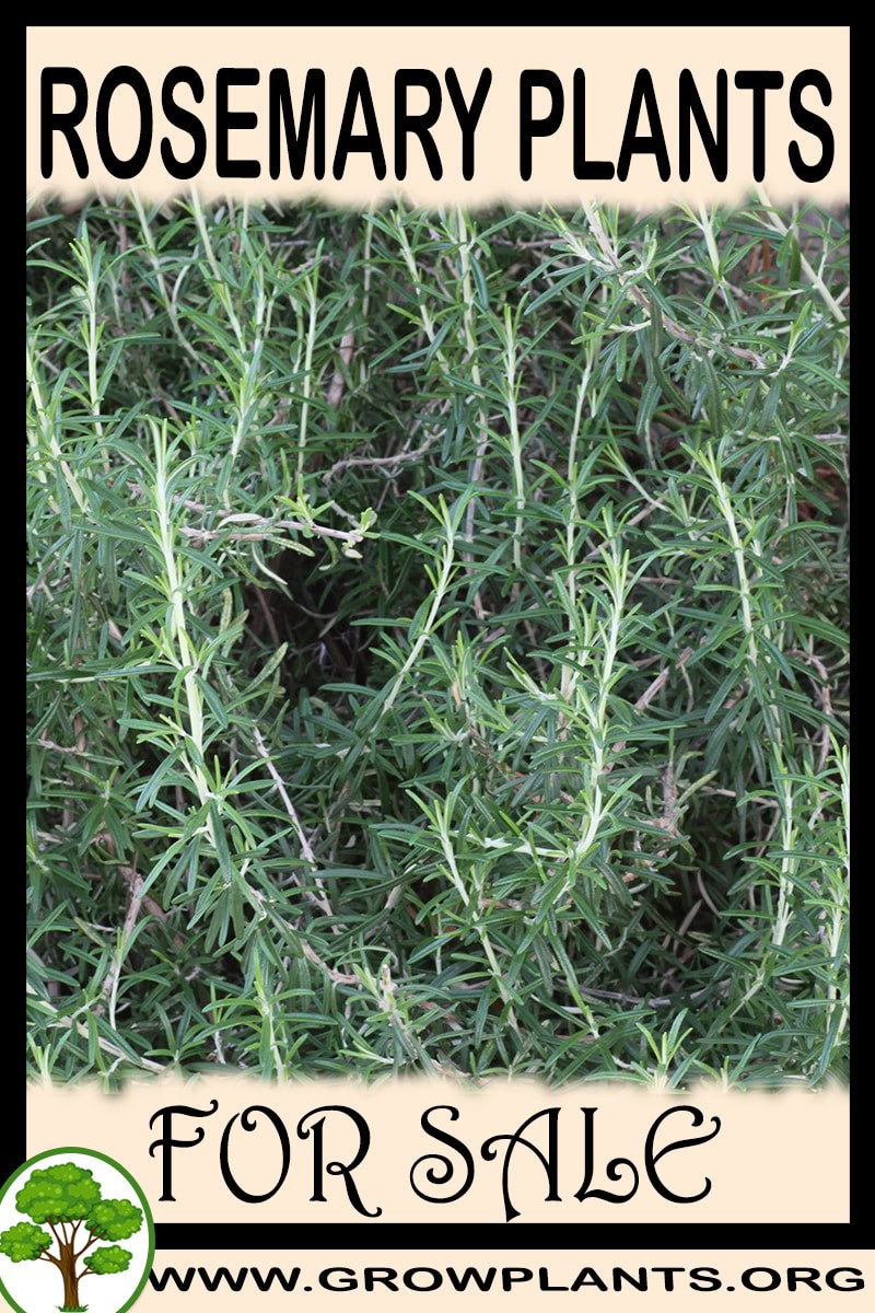 Rosemary plants