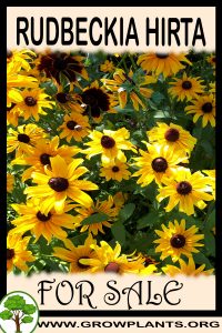 Rudbeckia hirta for sale