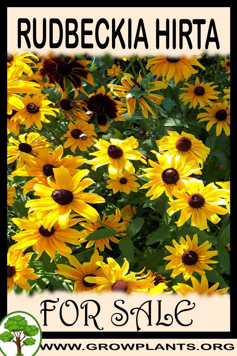 Rudbeckia hirta