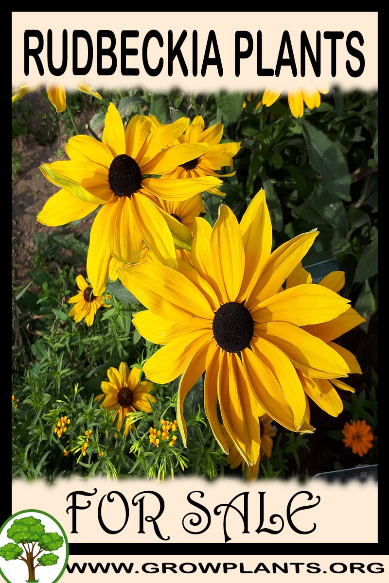 Rudbeckia plants