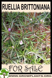 Ruellia brittoniana for sale