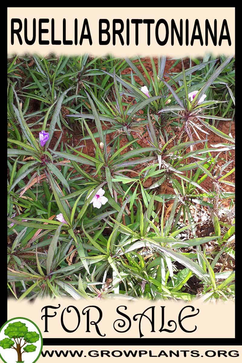Ruellia brittoniana