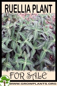 Ruellia for sale