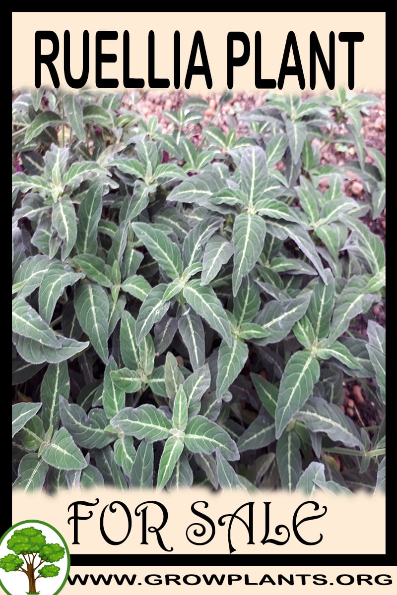 Ruellia