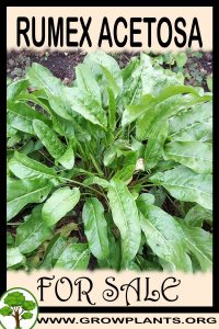 Rumex acetosa for sale