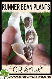 Runner bean plants for sale