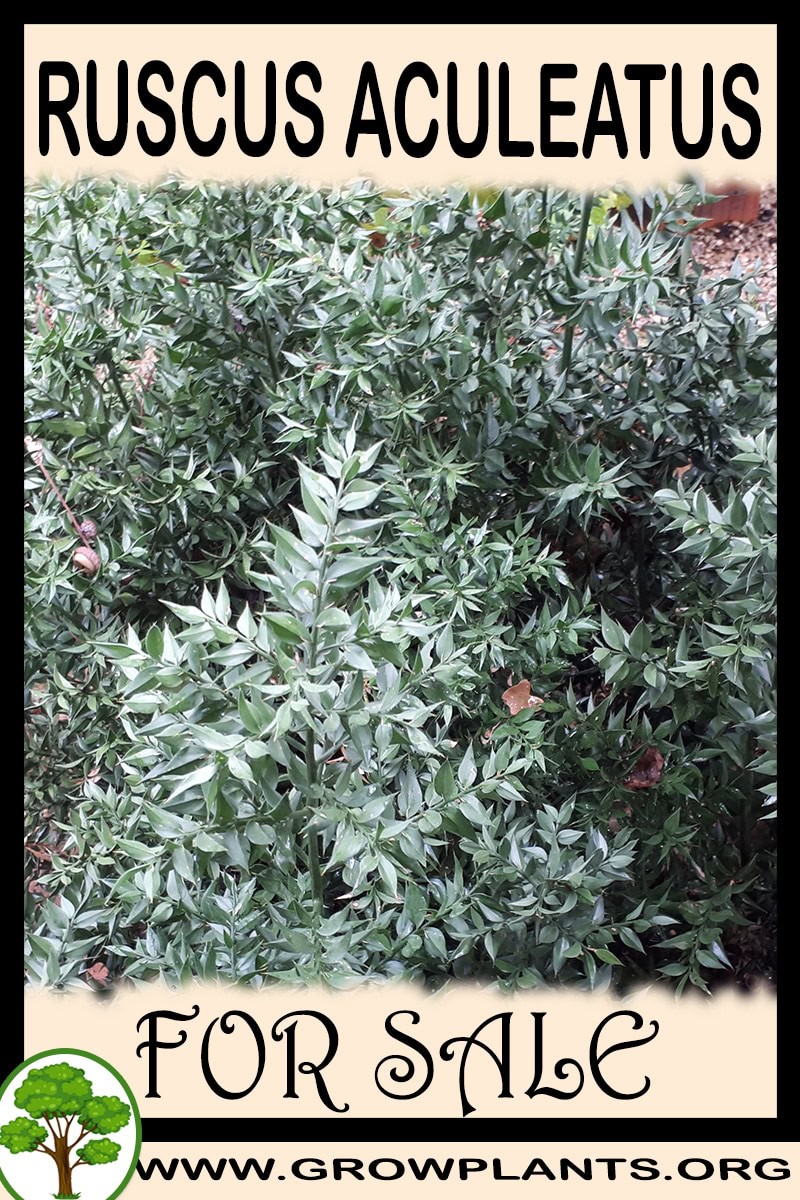 Ruscus aculeatus