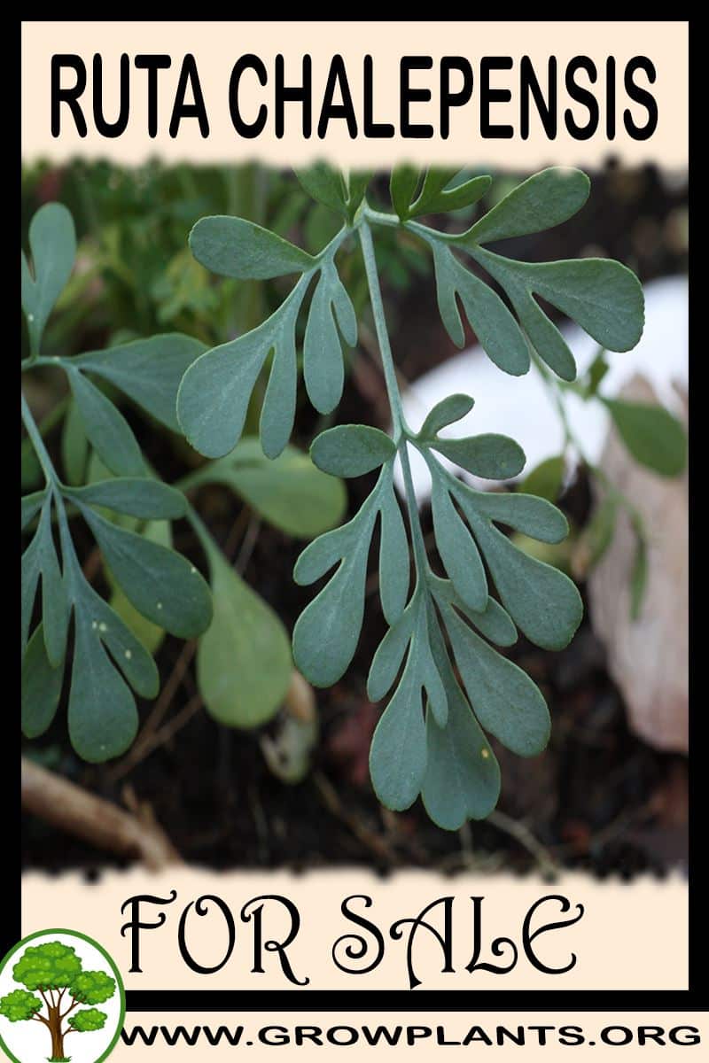 Ruta chalepensis