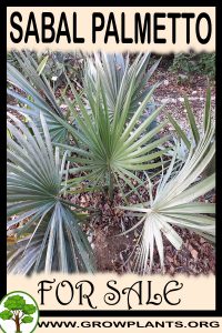 Sabal palmetto for sale