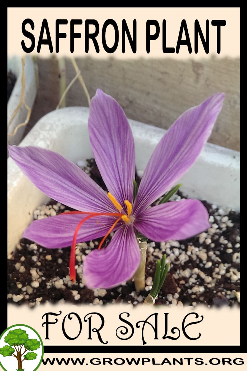 Saffron