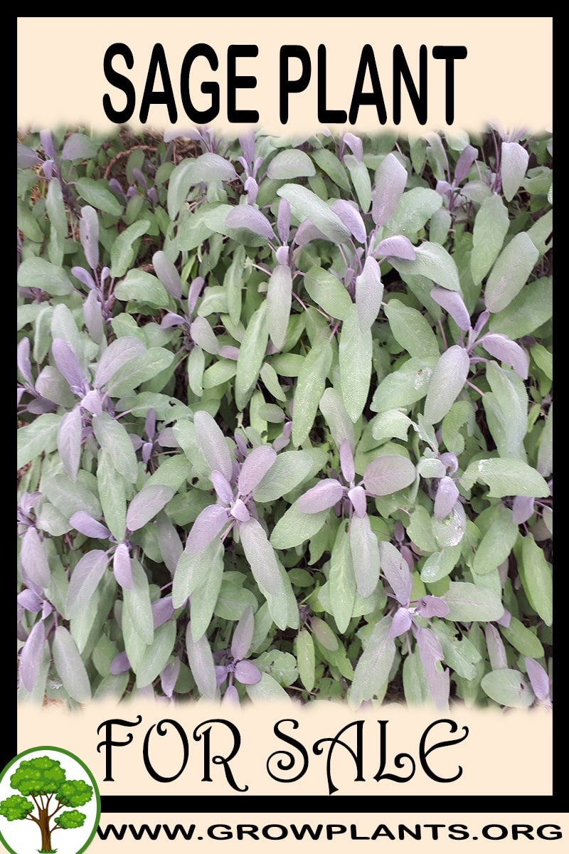 Sage