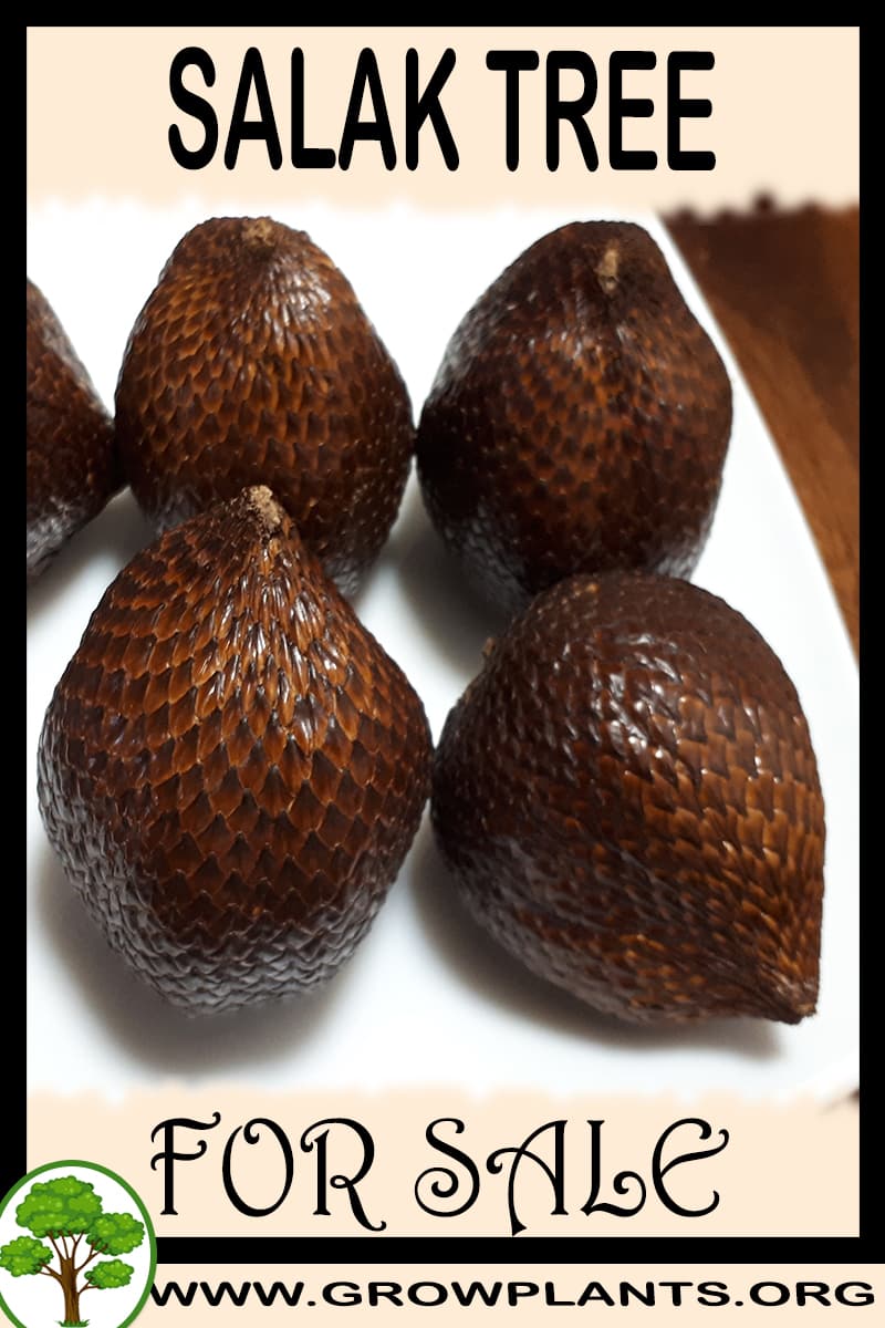 Salak
