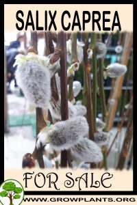 Salix caprea for sale