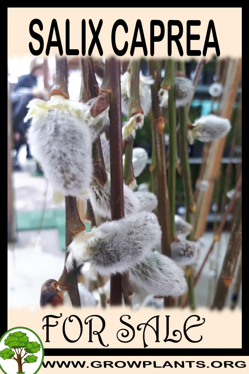 Salix caprea