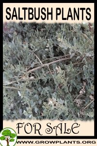 Saltbush plants for sale