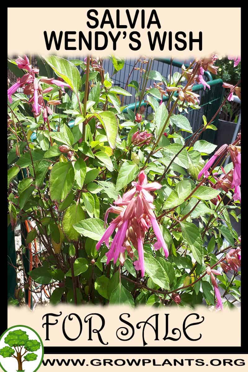 Salvia Wendy’s Wish