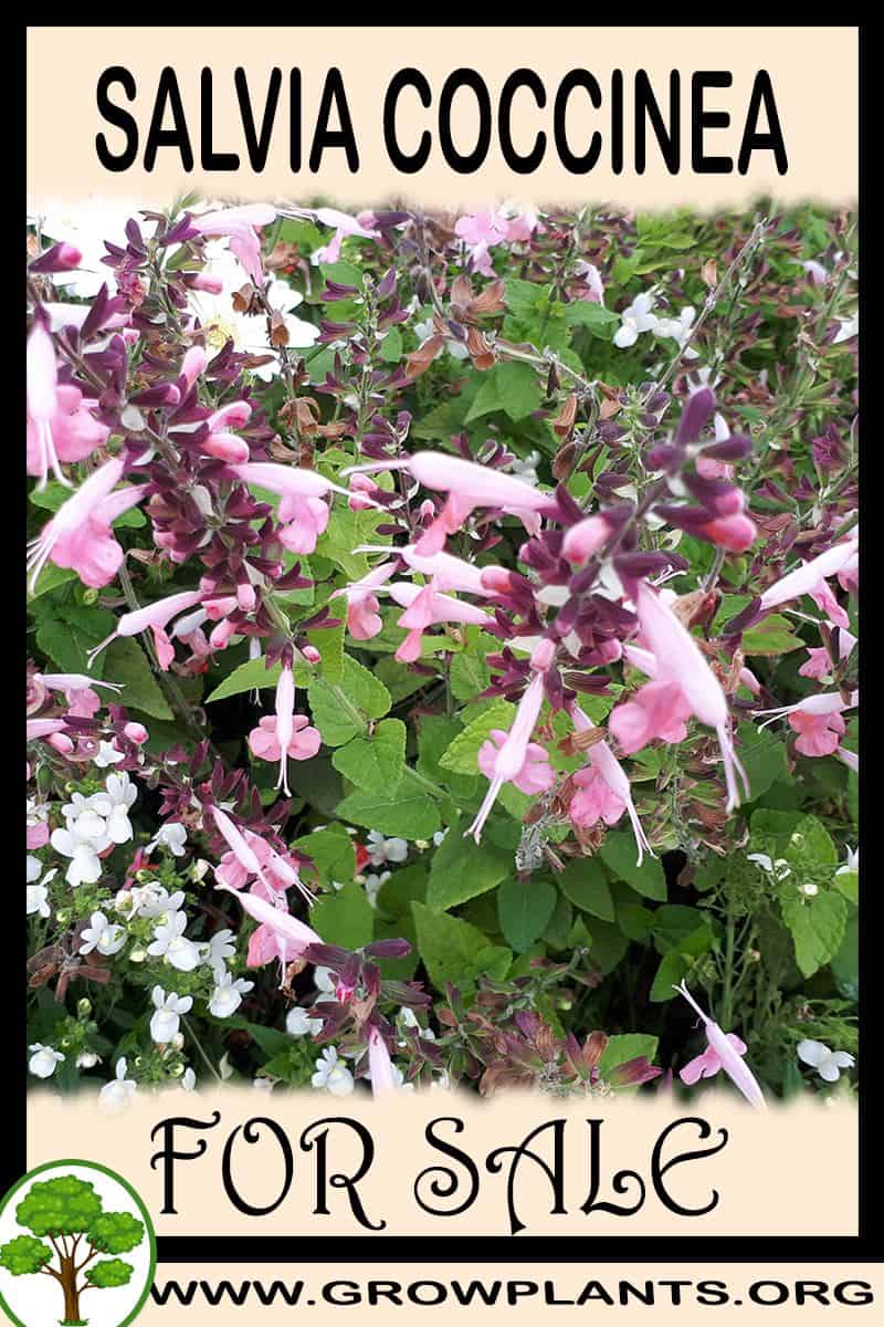 Salvia coccinea