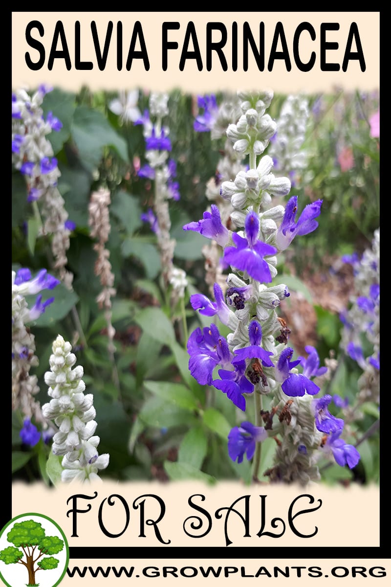 Salvia farinacea
