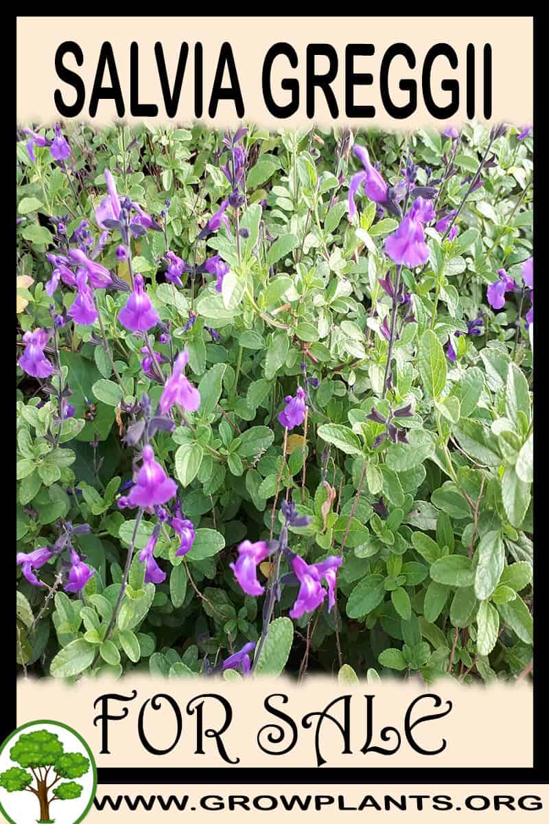 Salvia greggii