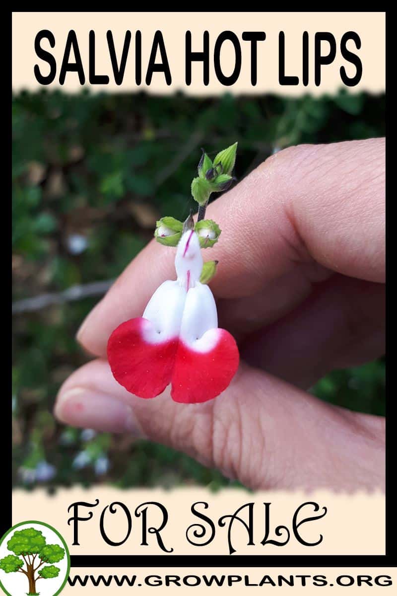 Salvia hot lips